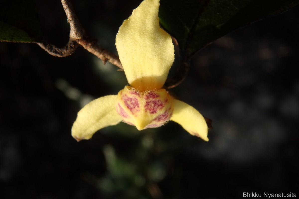 Mitrephora heyneana (Hook.f. & Thomson) Thwaites